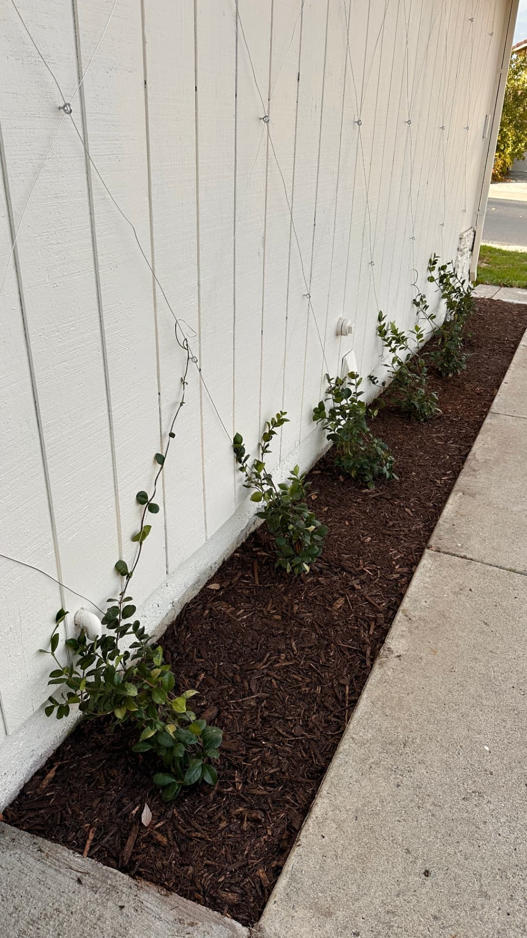 DIY Wire Diamond Trellis With Star Jasmine (Step-by-Step Guide)